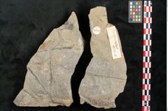 Foto (Objekt + Etikett) von Macrotaeniopteris affinis Ettingshausen (NHMW-GEO-2024-0188-10339a)